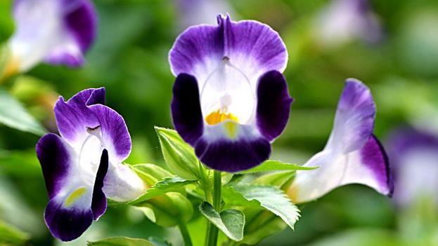 TORENIA FOURNIERI SEEDS